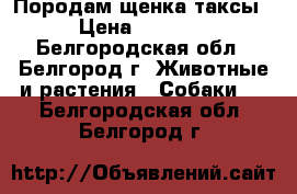 Породам щенка таксы › Цена ­ 3 000 - Белгородская обл., Белгород г. Животные и растения » Собаки   . Белгородская обл.,Белгород г.